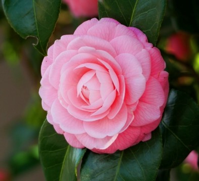 camelliaさんのプロフィール画像