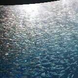 名古屋の水族館といえばここ