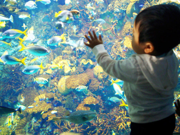 海遊館（水族館）