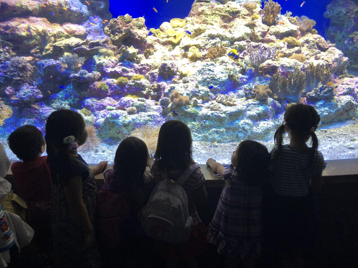 新江ノ島水族館（水族館）