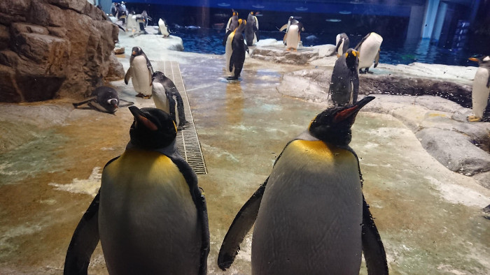 下関市立しものせき水族館 海響館 （水族館）