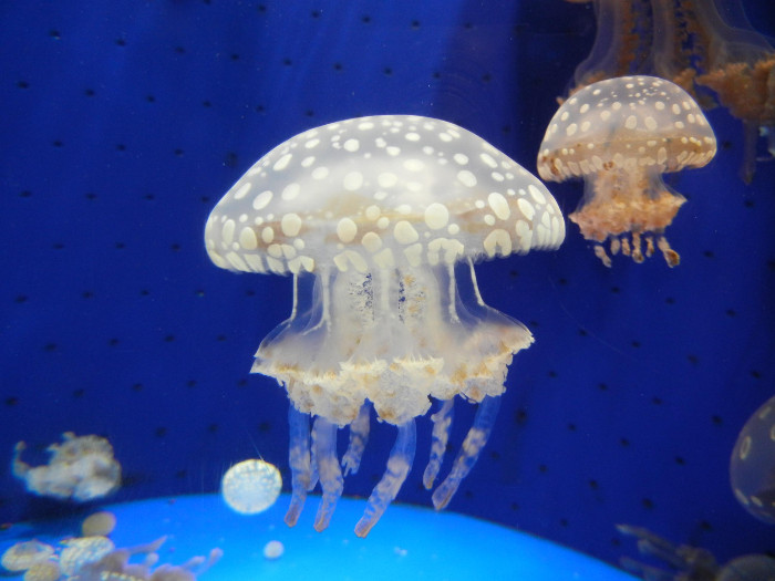 いおワールド かごしま水族館（水族館）