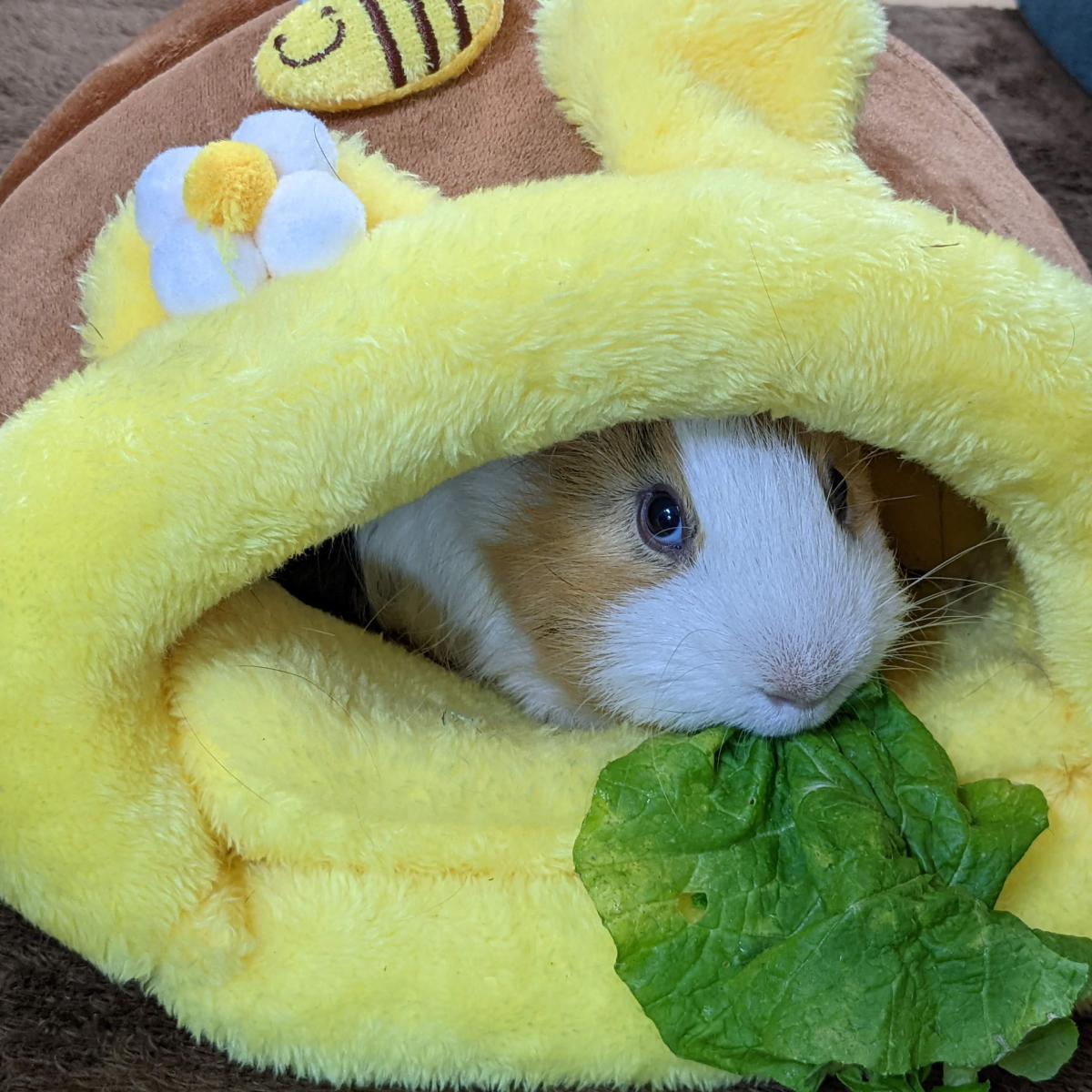 もちもち。もっちさんのプロフィール画像