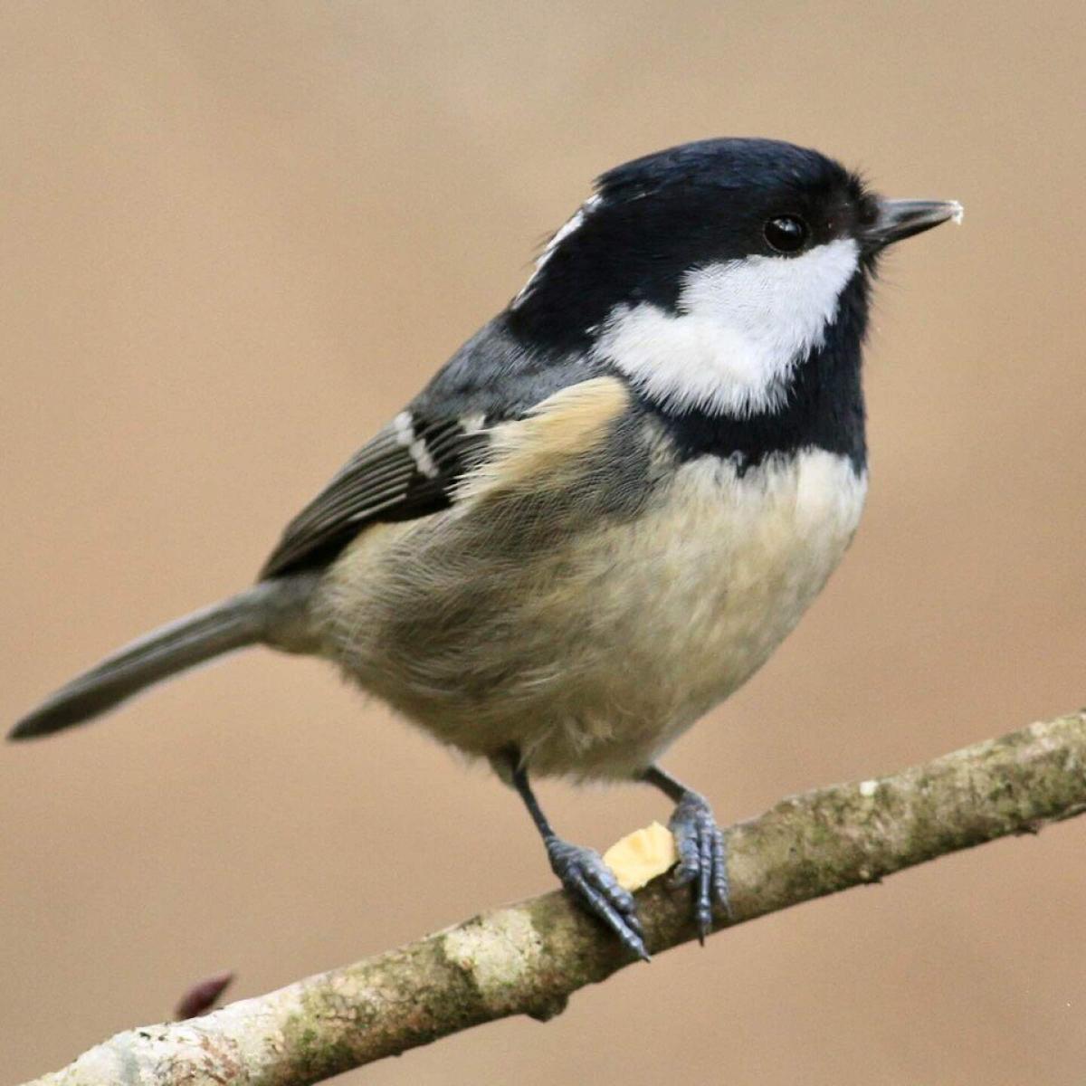 ひがらさんのプロフィール画像