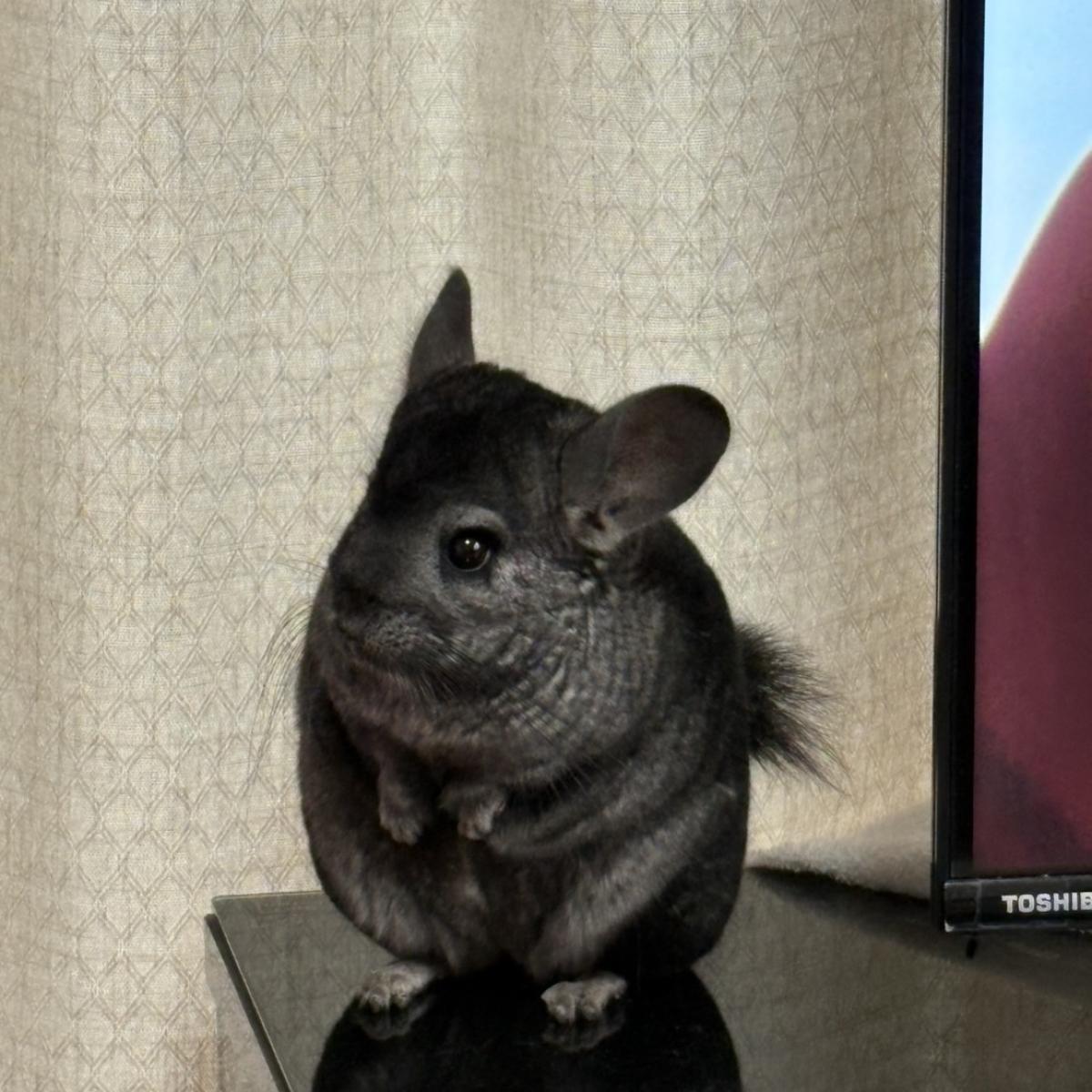 さすはさんのプロフィール画像