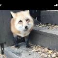 noimage