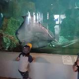 海の生き物が大きくて立派