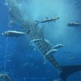 大人気な水族館🐬︎ ̖́-