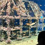 博多湾がバックのイルカショー