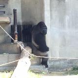 イケメンシャバーニが見られます