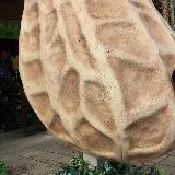 木更津ピーナッツ！