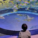 綺麗な水族館
