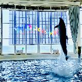 ショーが楽しめる