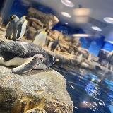 ペンギン可愛い