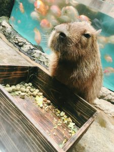 鳥羽水族館（水族館）