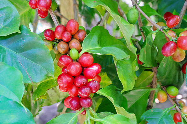 コーヒーチェリー（イメージ）