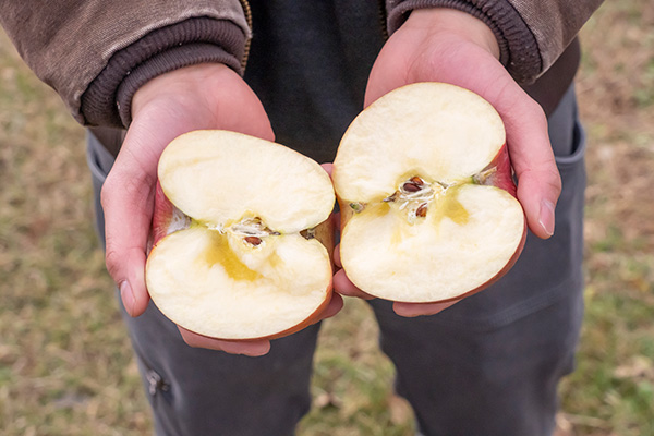 長野・青森産「ふじりんご」