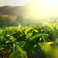 台湾産の四季春茶